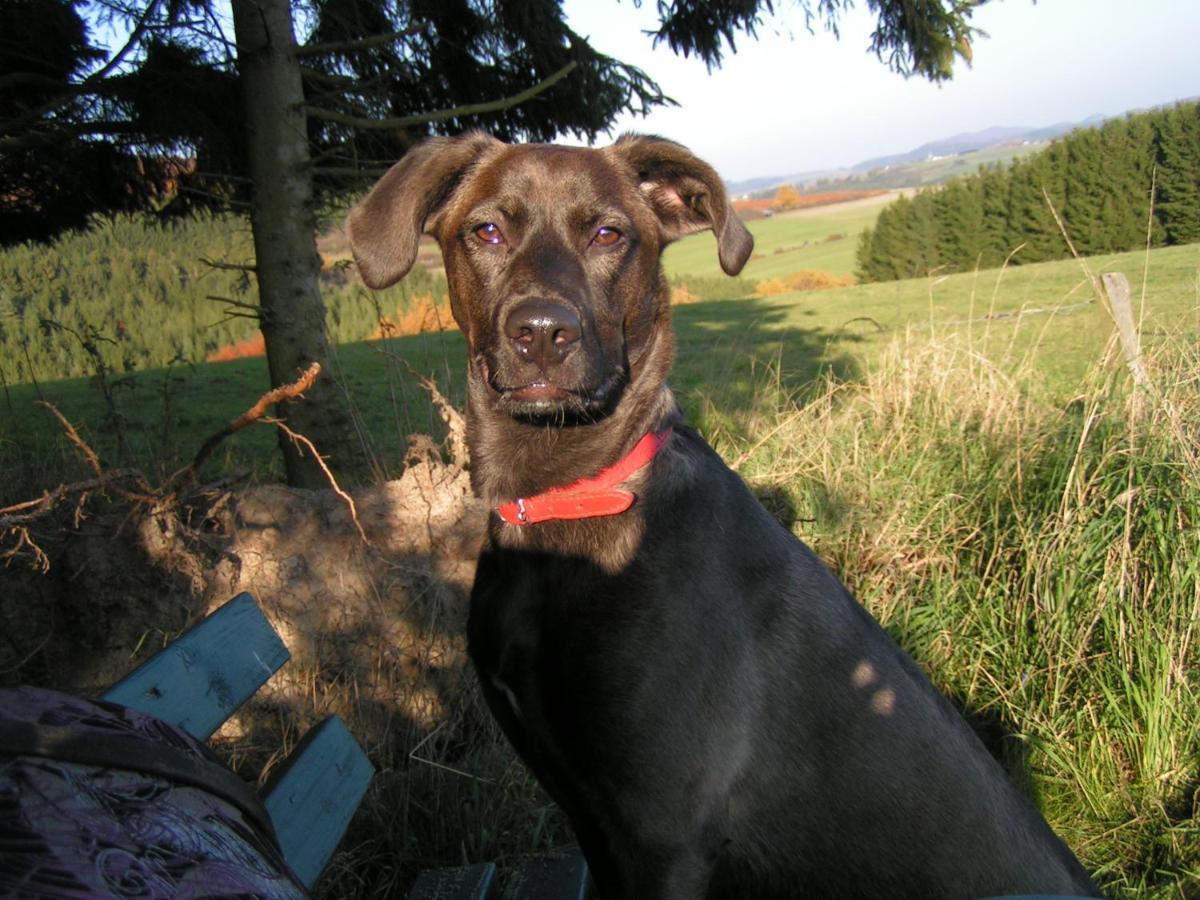 Fewo Talula - Sauerland Mit Hund Medebach Dış mekan fotoğraf